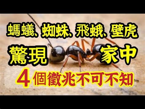 家裡突然出現很多螞蟻|家裡突然冒出很多小螞蟻怎麼辦？滅蟲專家教3招徹底消滅，1個便。